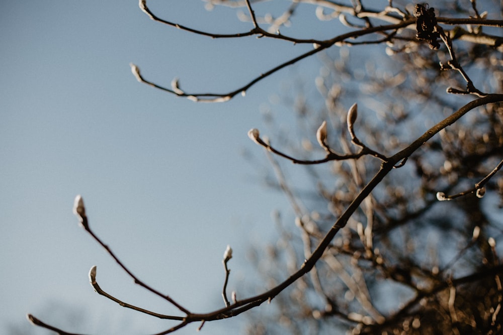 brown tree branch under blue sky during daytime