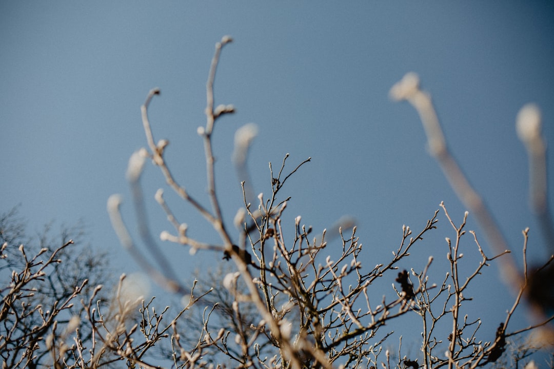 white birds on brown tree branch during daytime