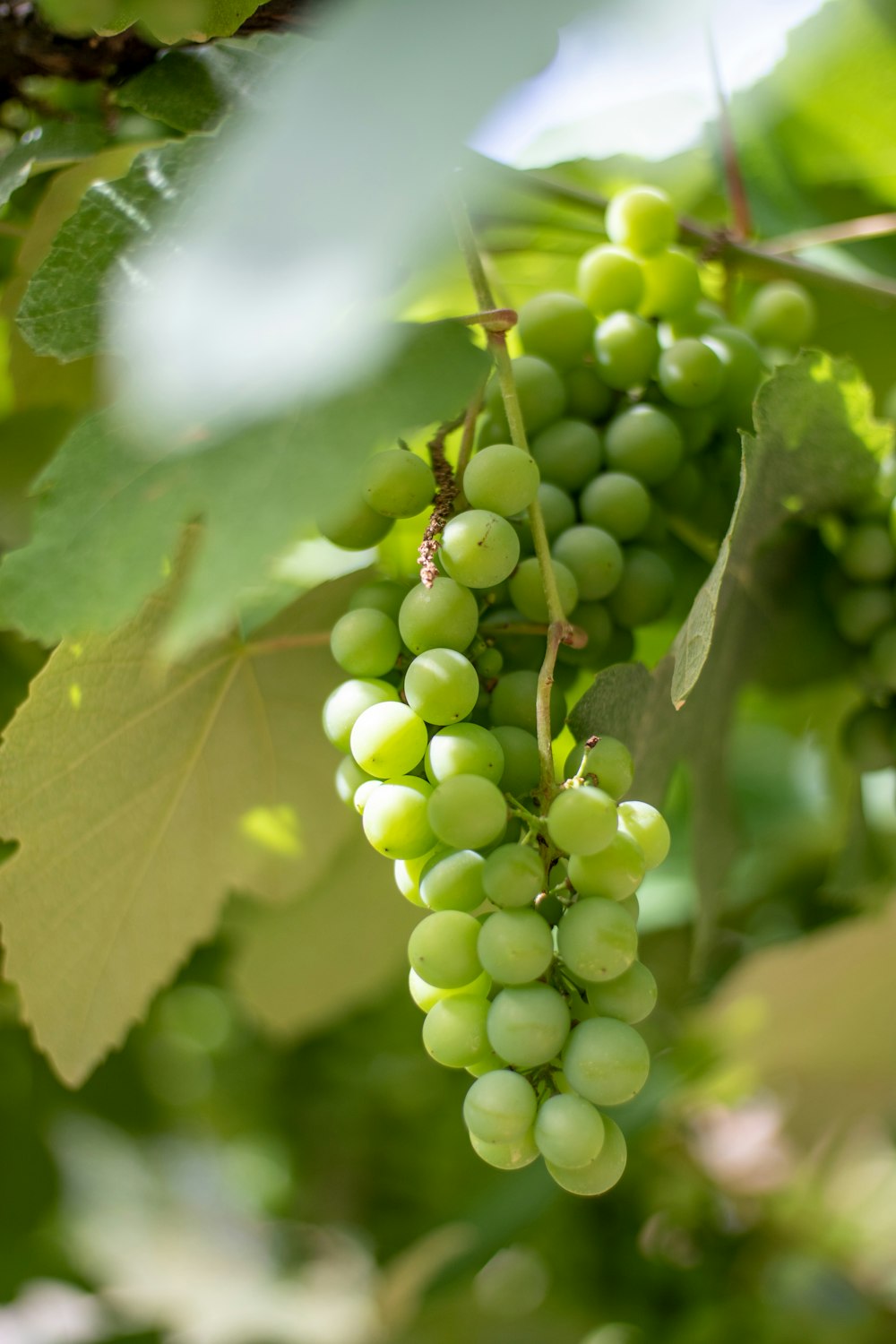 Frutti rotondi verdi nella lente decentrabile