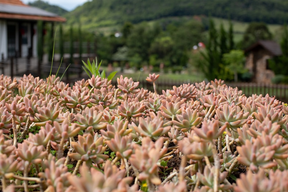 fleurs brunes et blanches près des arbres verts pendant la journée