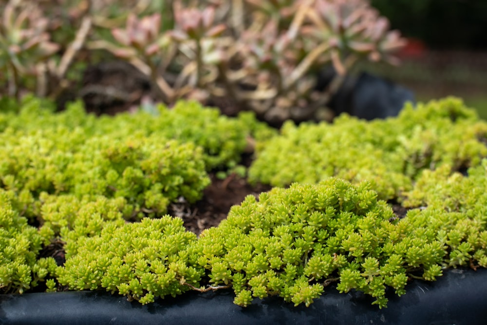 green moss on black soil