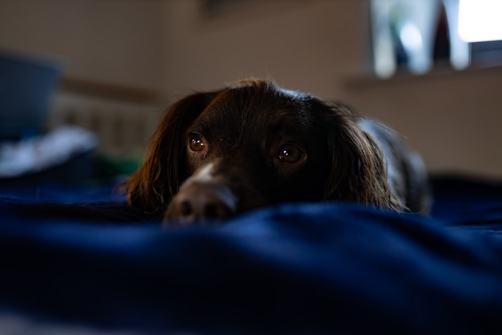 brown and white long haired small dog lying on blue textile