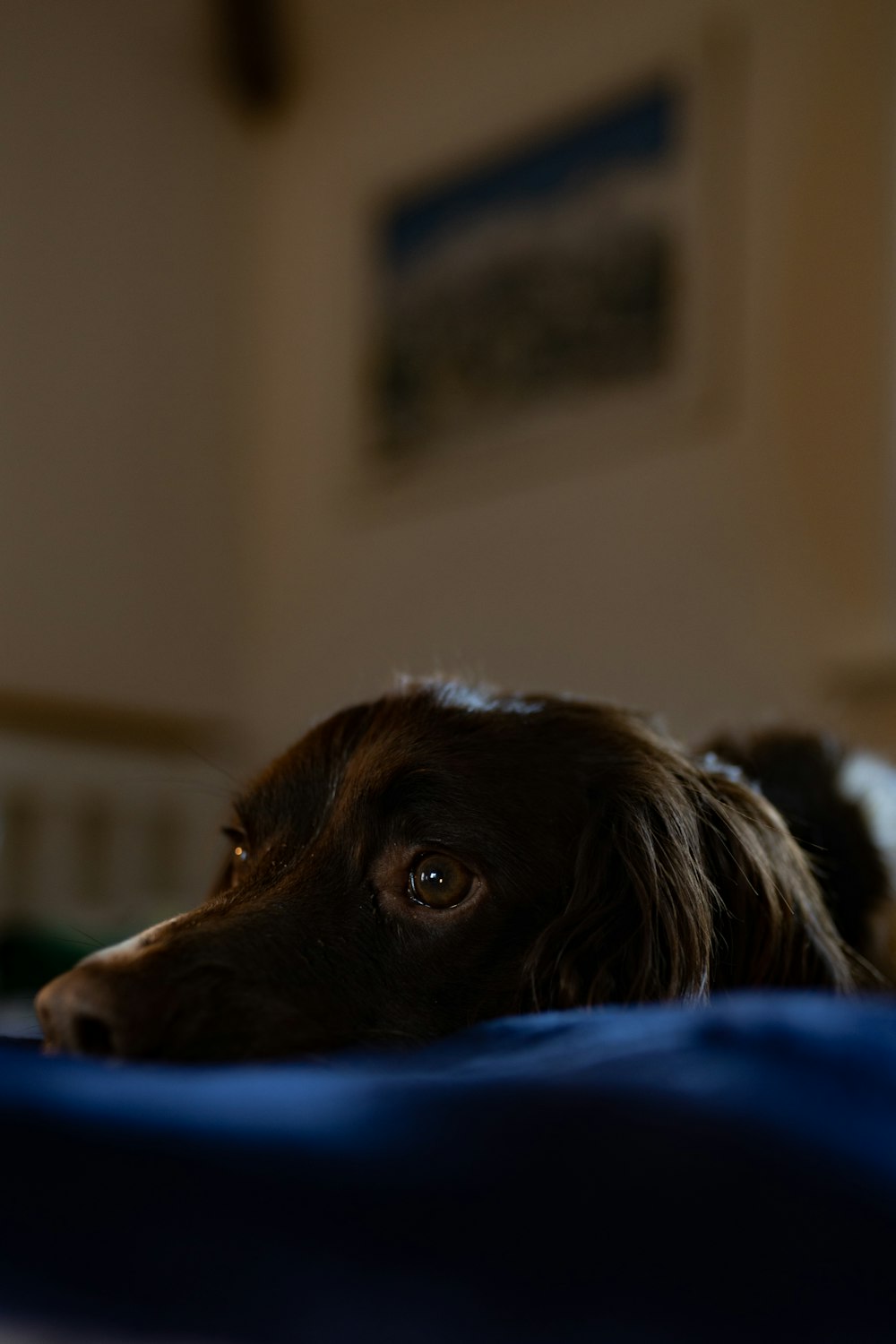 black and white long coated dog lying on blue textile