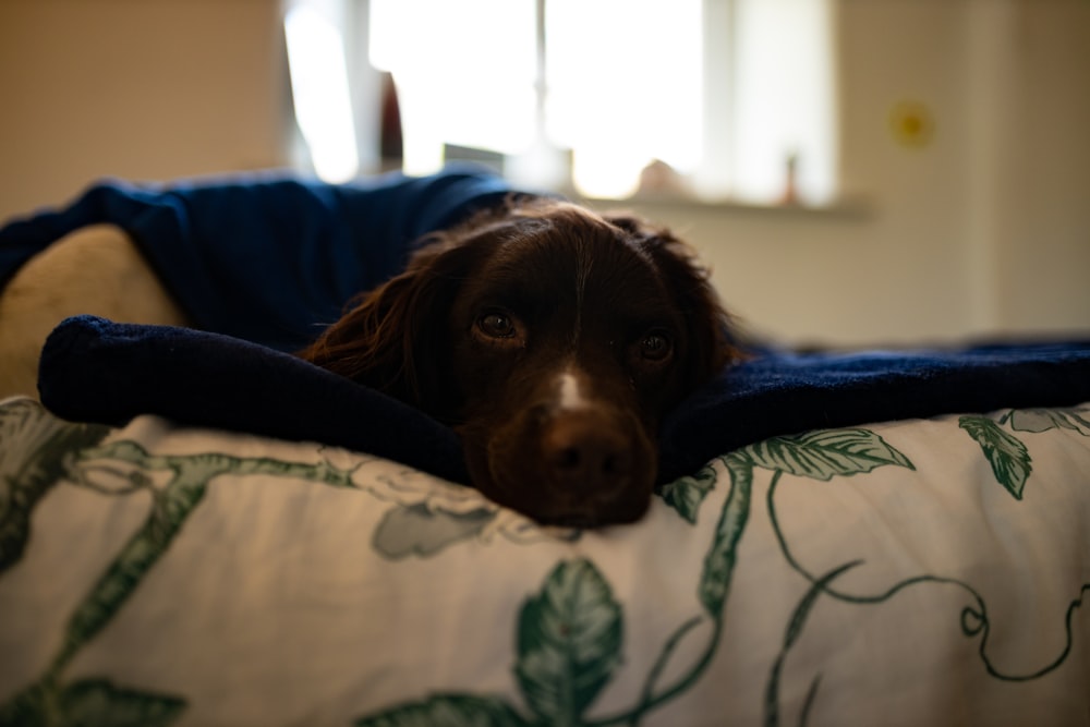 brown and white short coated dog lying on blue and white textile