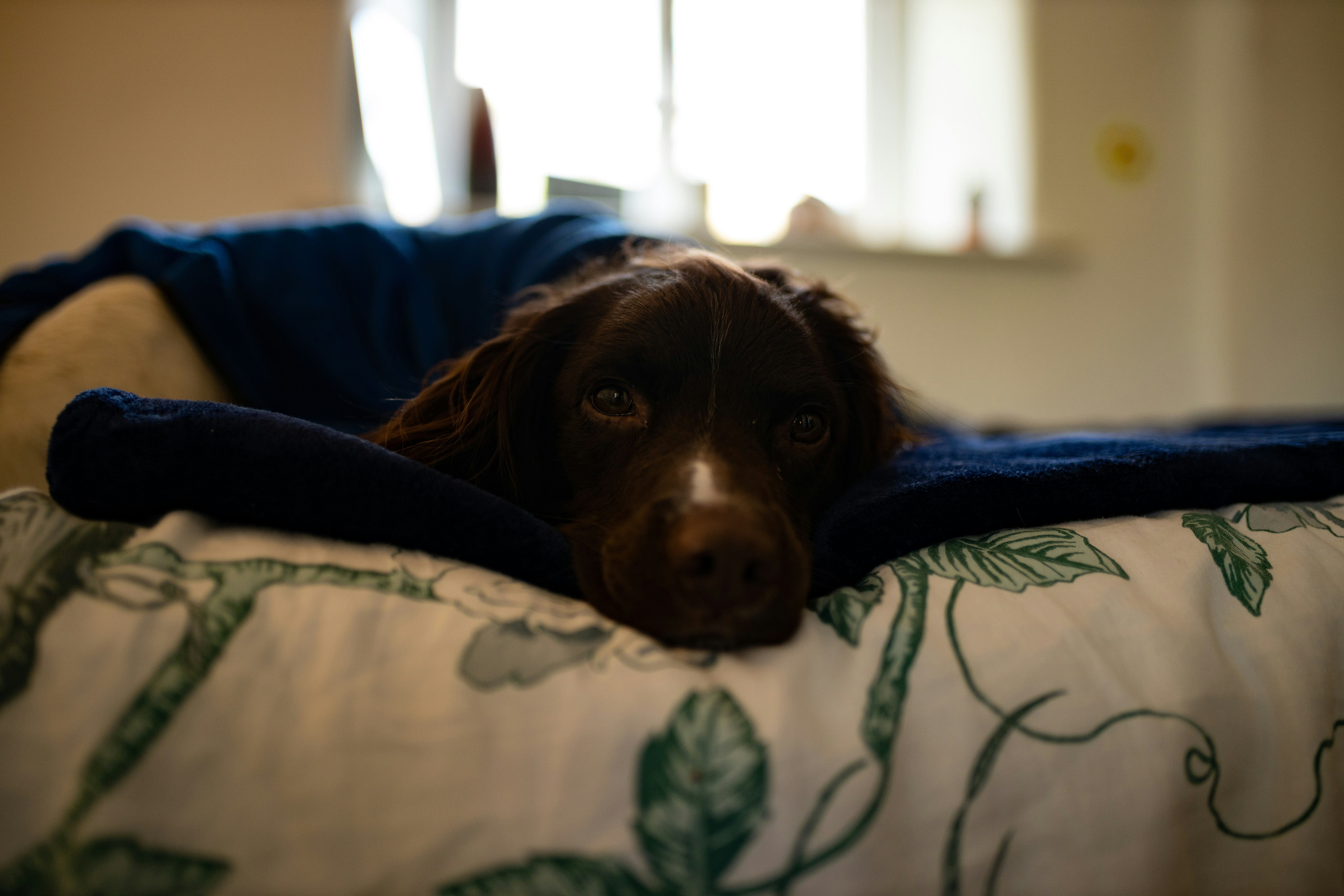 Doggo no. 14. Curled up in bed, whilst waiting for a walk to occur. I take more than just photos of my dog: Instagram: Indeep_photography