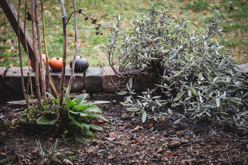 green plant on brown soil