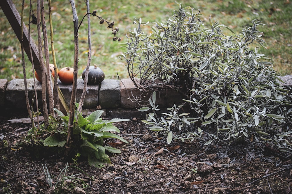 green plant on brown soil