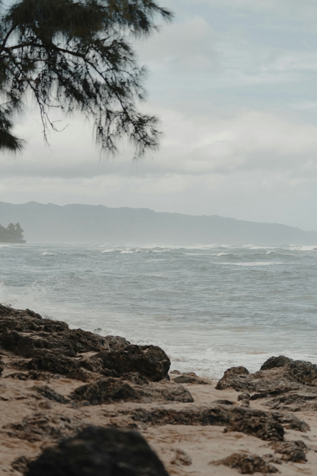 green palm tree near sea during daytime