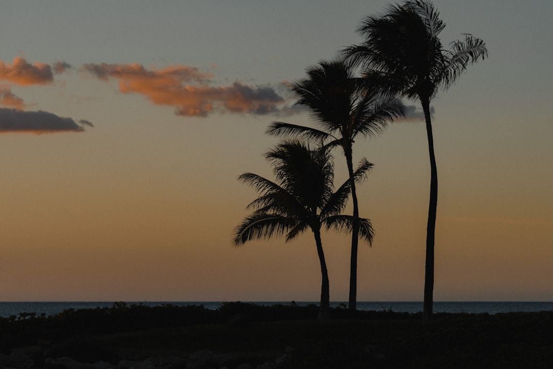 palm tree on beach during sunset