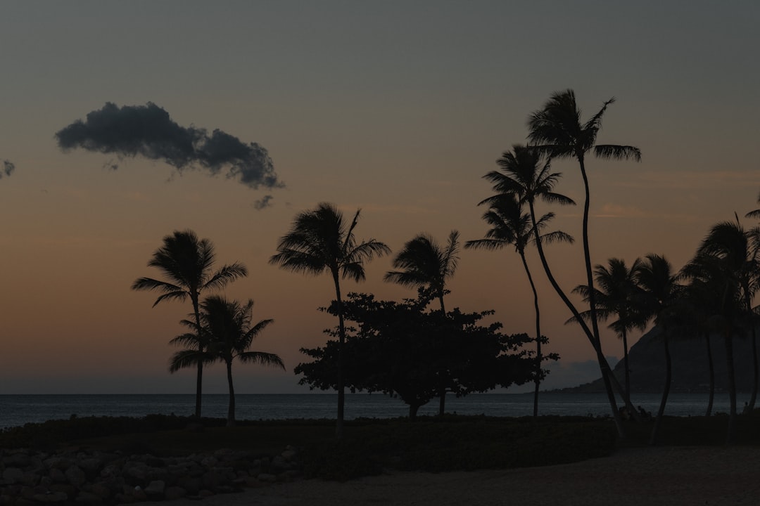 silhouette of palm trees during sunset