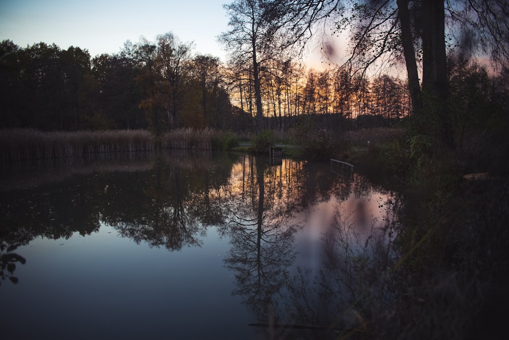 corpo d'acqua vicino agli alberi durante il tramonto