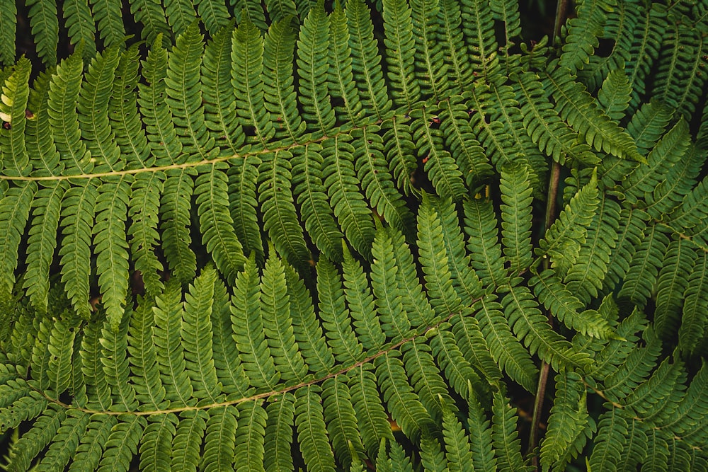 planta de samambaia verde durante o dia