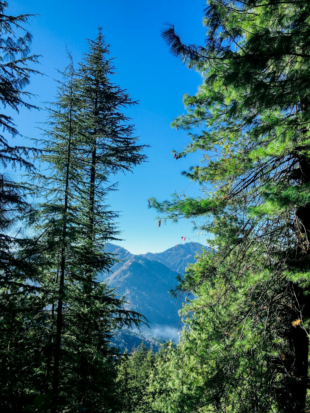 green trees near snow covered mountains during daytime