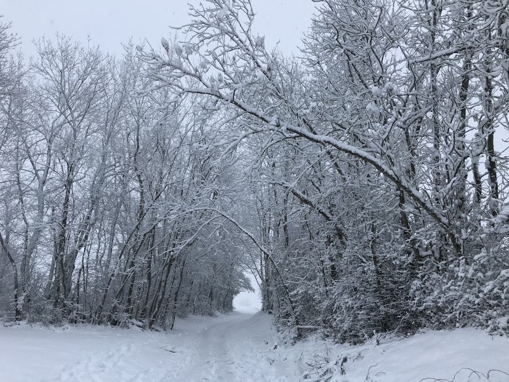 árvores nuas no chão coberto de neve durante o dia