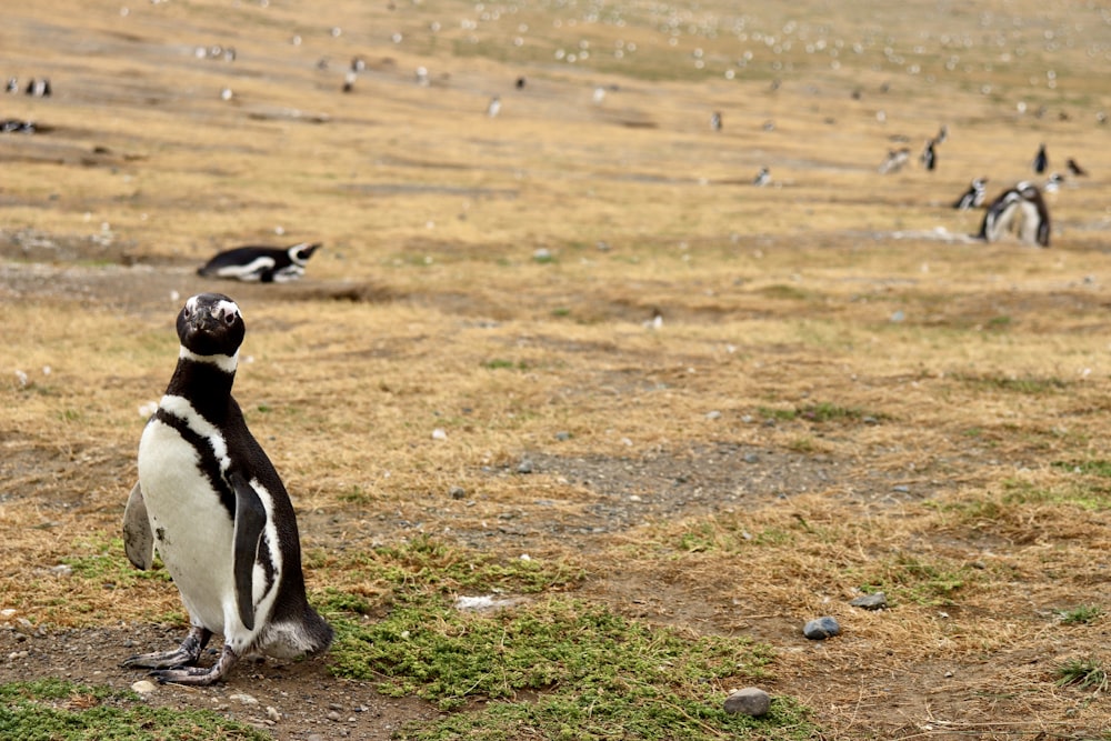 pinguim preto e branco no campo verde da grama durante o dia