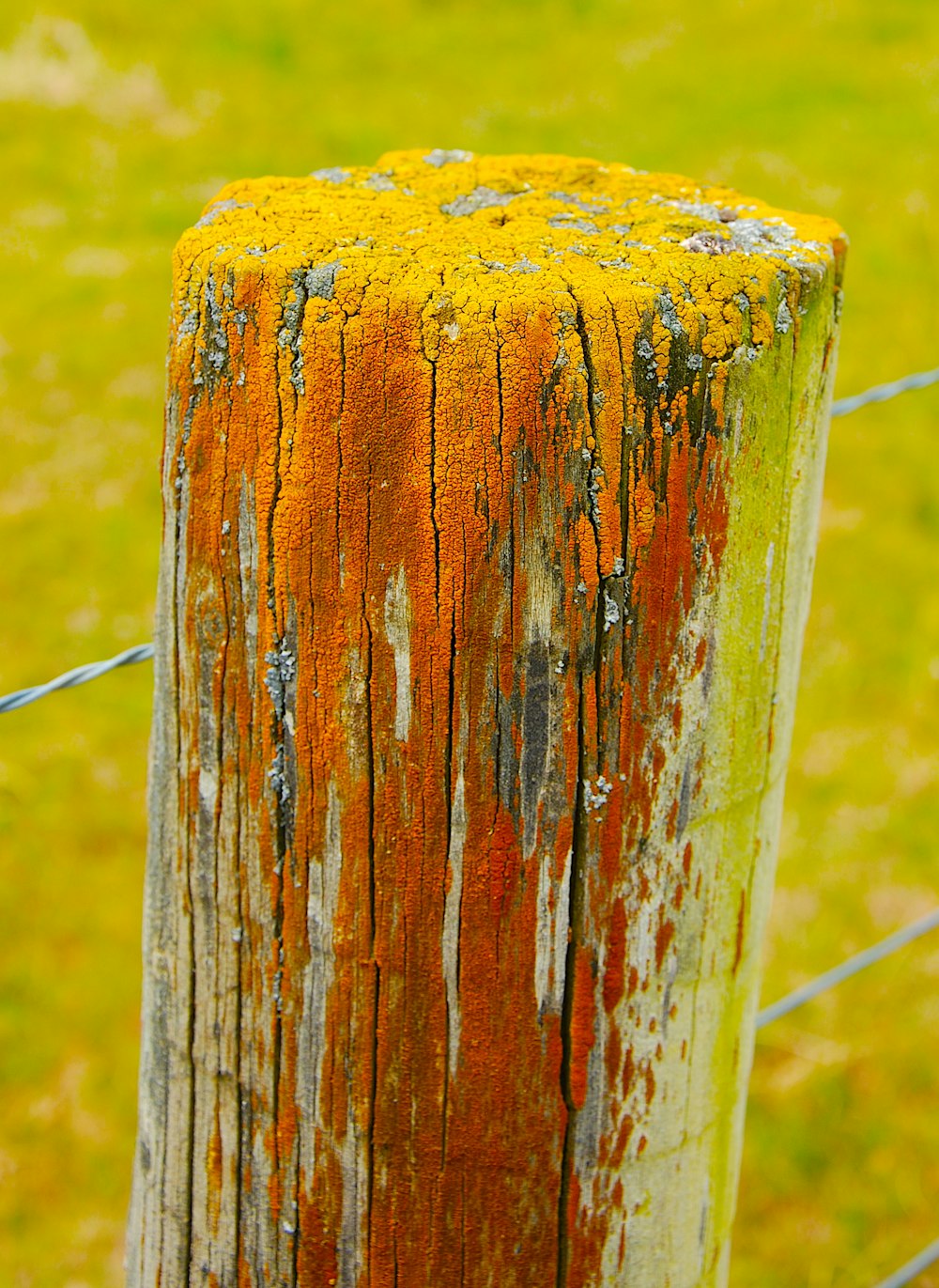 brown wooden post with black wire