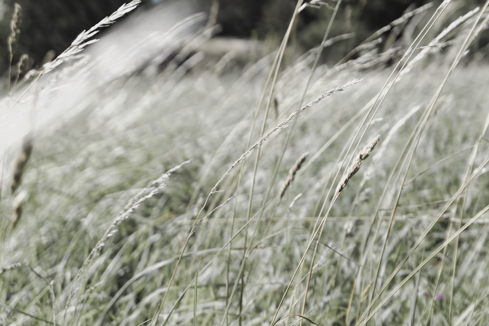 green grass field during daytime