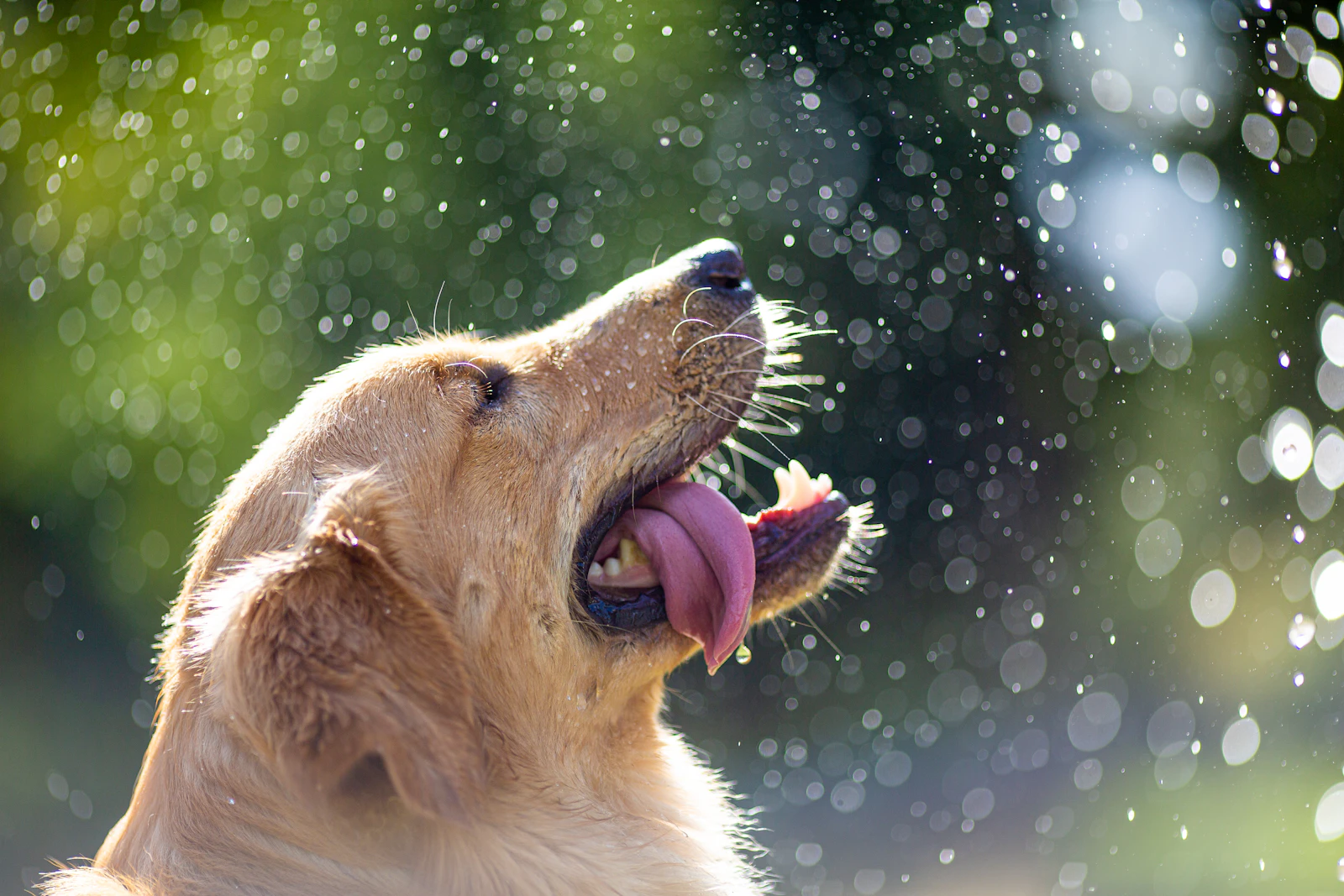 Golden retriever refrescándose con gotas de agua
