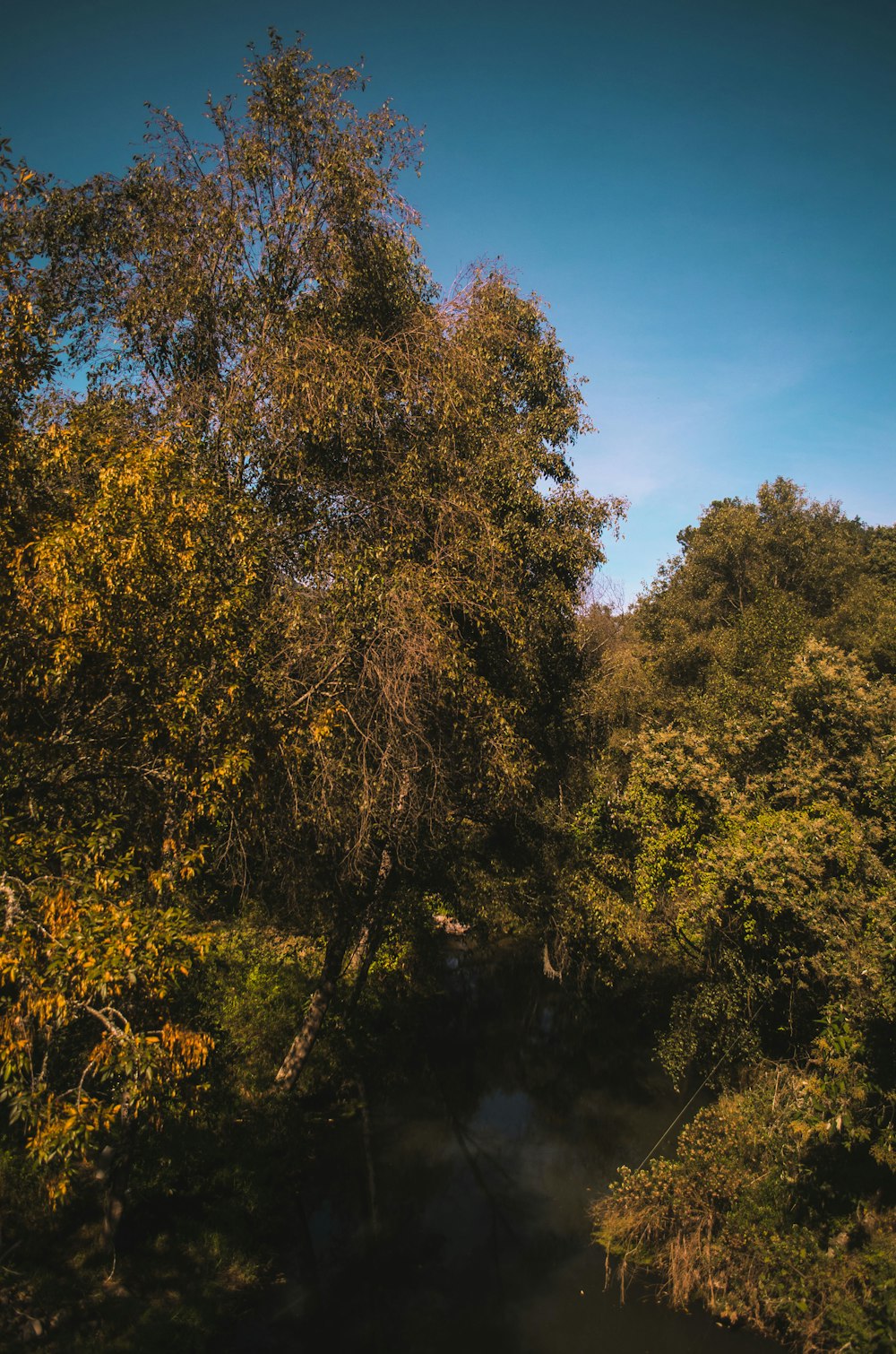 green and brown trees under blue sky during daytime