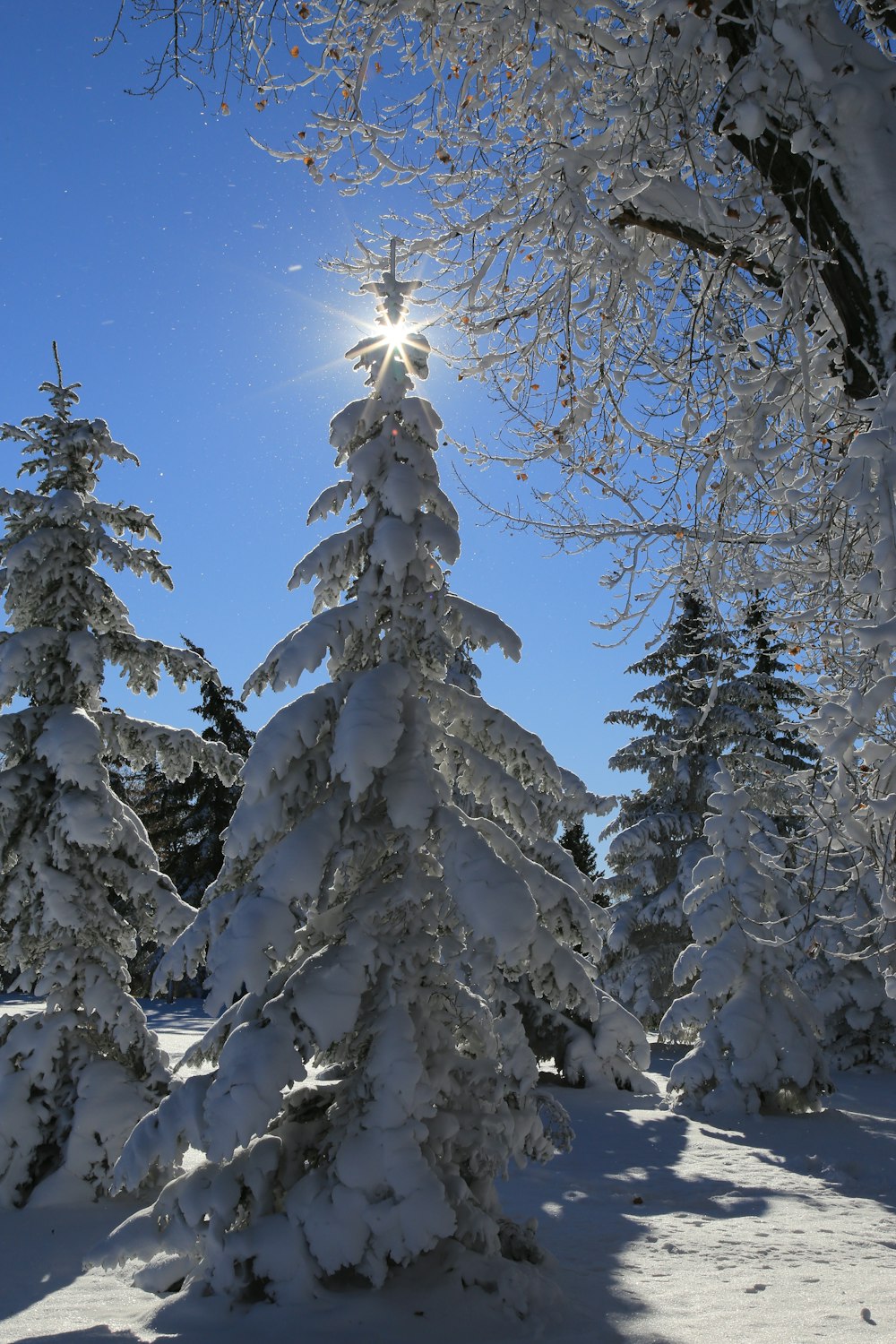 昼間の青空の下、雪に覆われた松の木