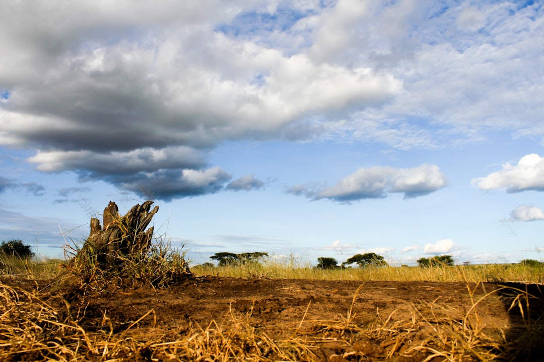 brown grass field under cloudy sky during daytime