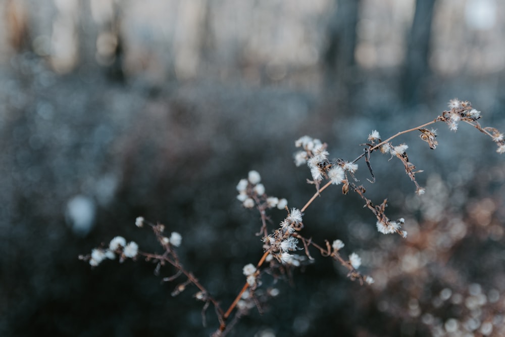 white flowers in tilt shift lens