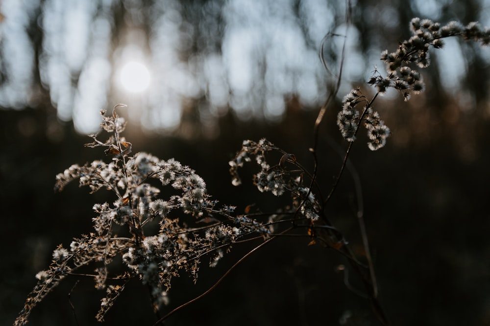 white flowers in tilt shift lens