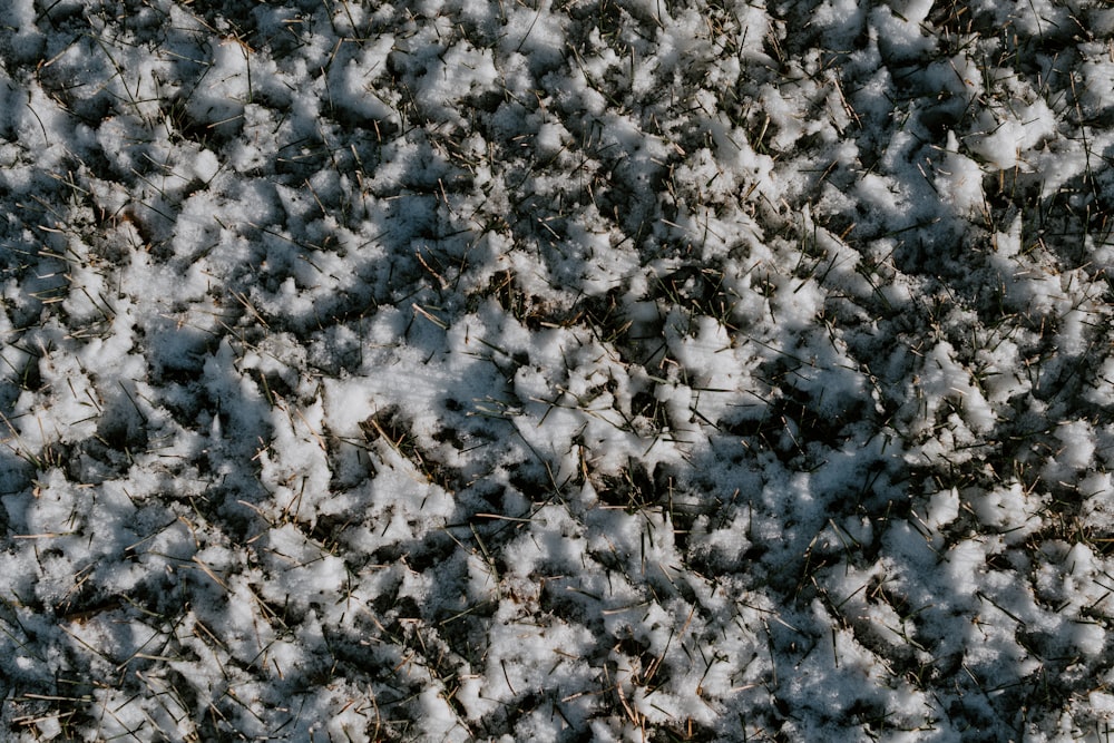 white snow on brown grass field