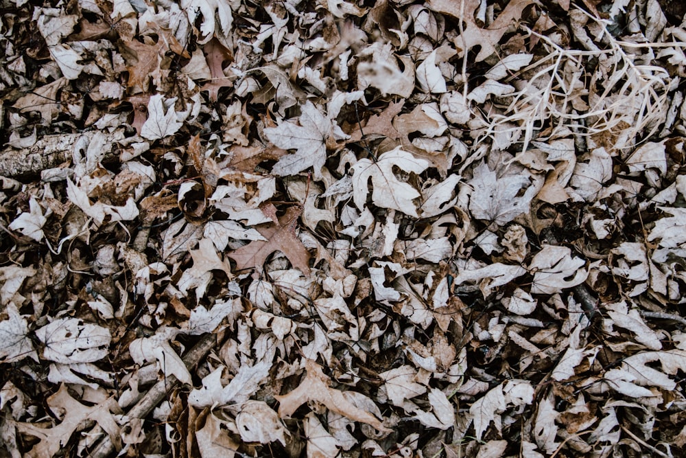 brown dried leaves on ground