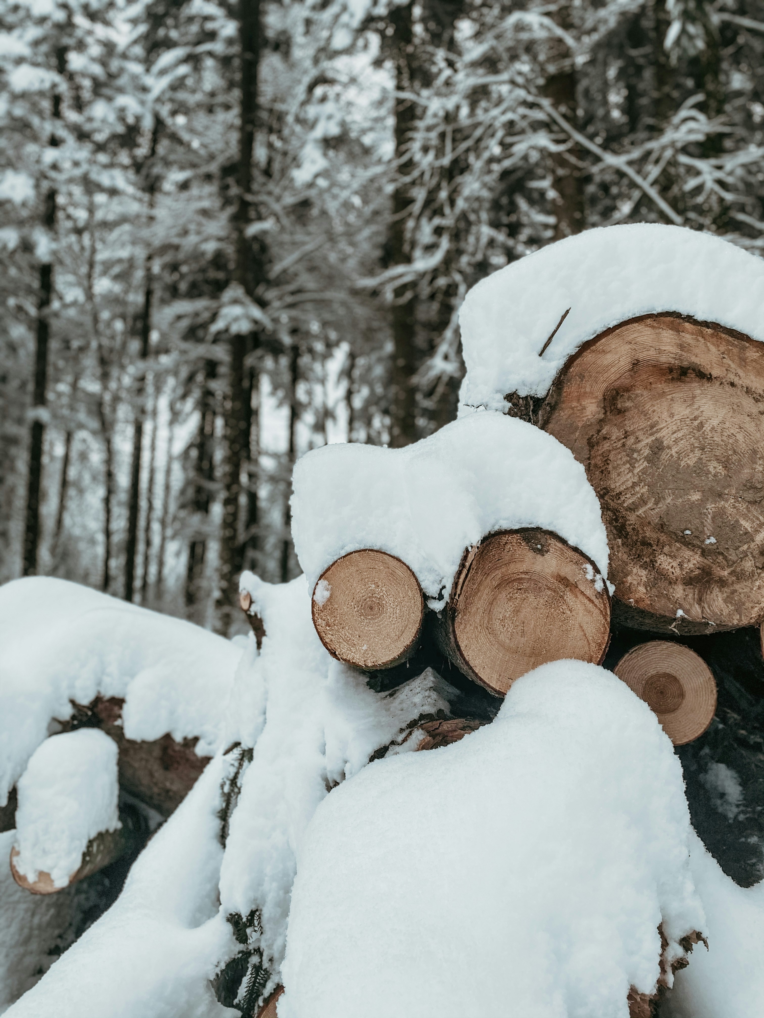 brown tree log covered with snow