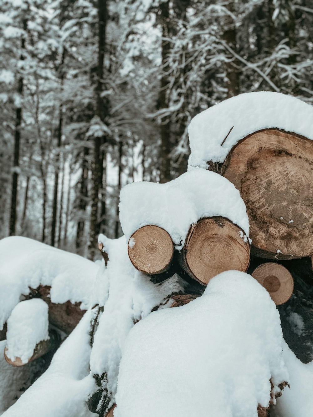 brown tree log covered with snow