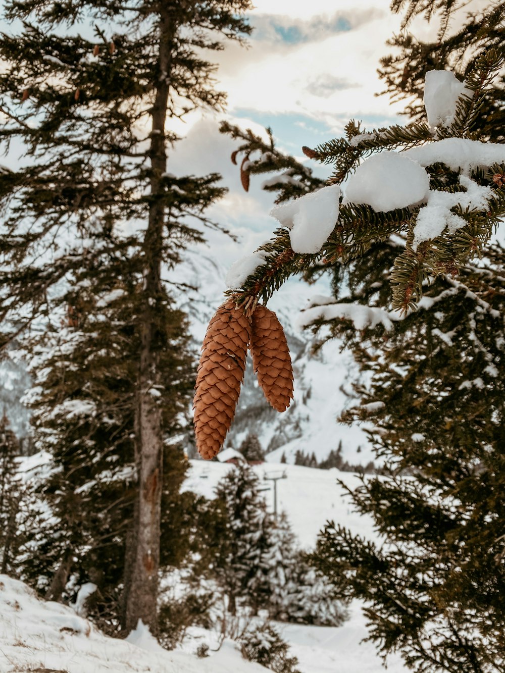 brown pine cone on snow covered ground