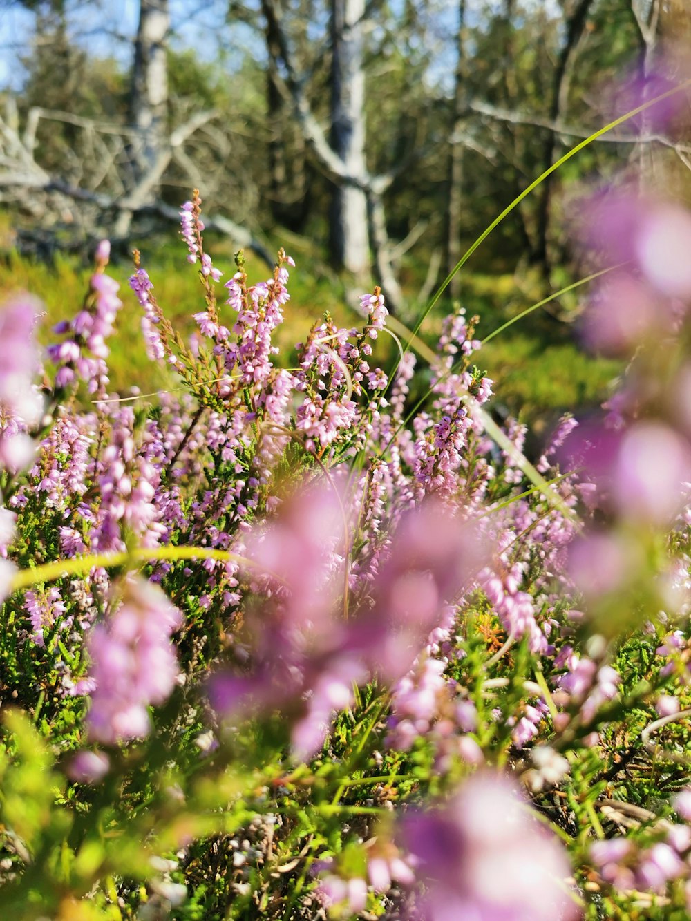 purple flowers in tilt shift lens