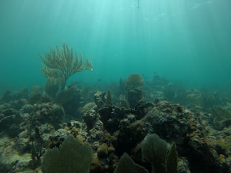 A serene underwater scene showing colorful coral reefs teeming with diverse marine life in crystal-clear water.