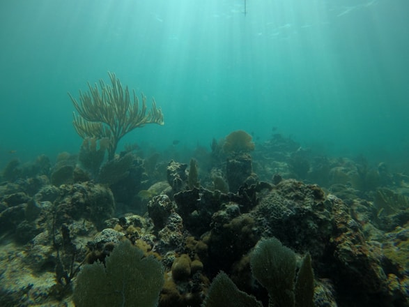 A serene underwater scene with colorful coral reefs and diverse marine life.