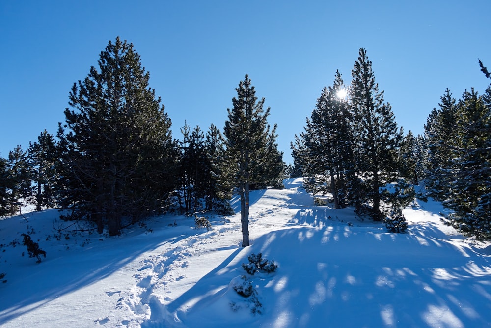 green pine trees covered with snow during daytime