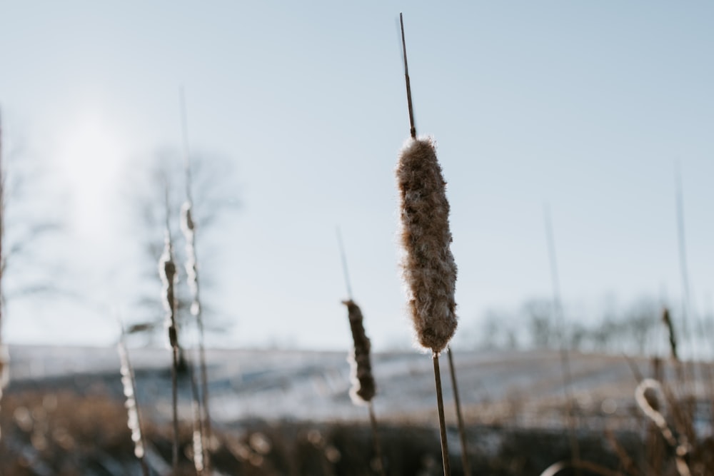 brown dried plant during daytime