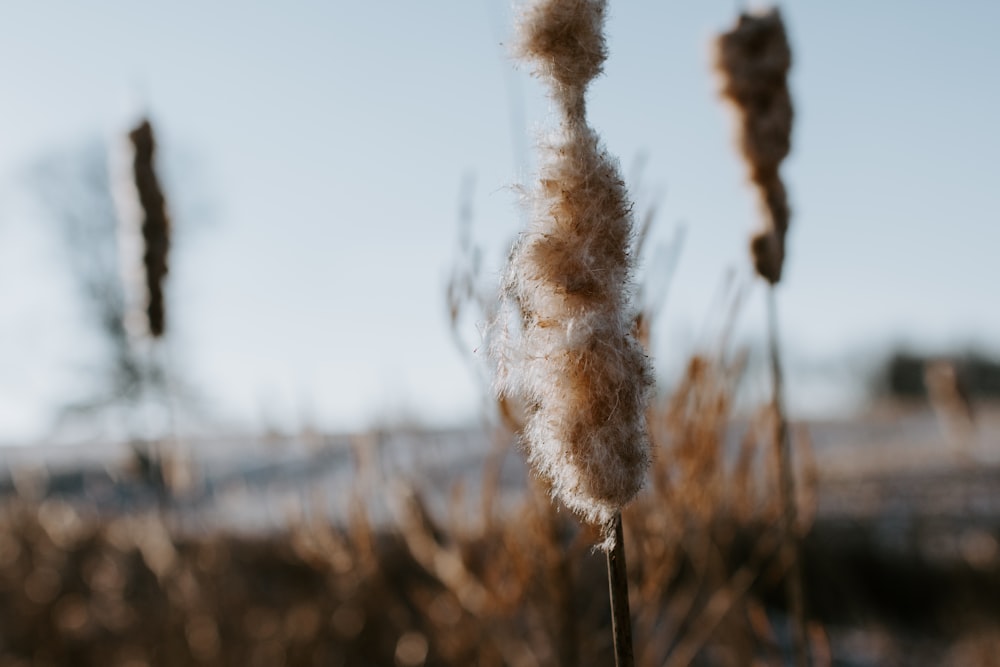 white flower in tilt shift lens