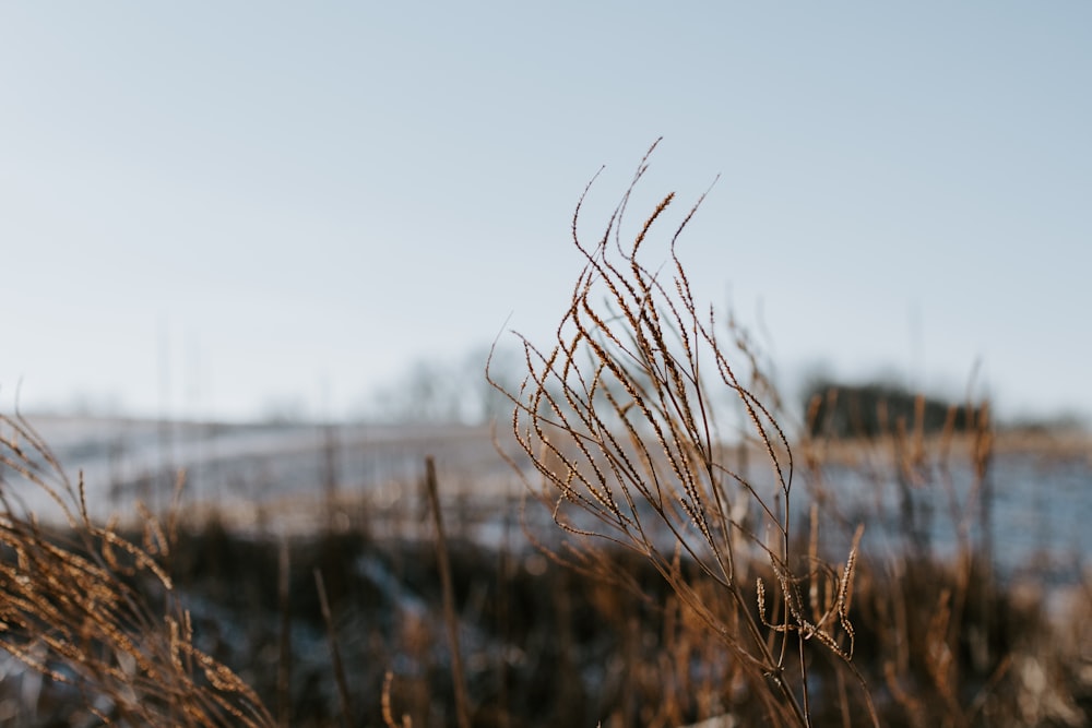 brown grass near body of water during daytime