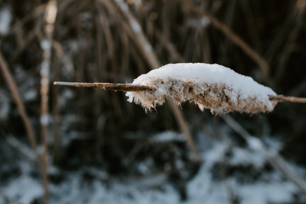 snow covered tree branch during daytime