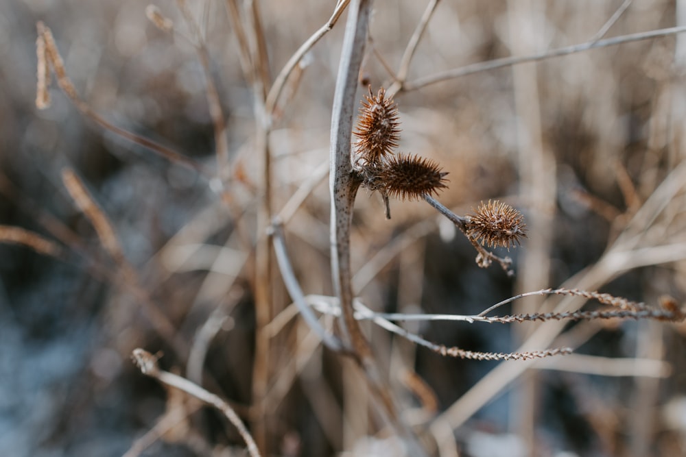 brown plant in tilt shift lens