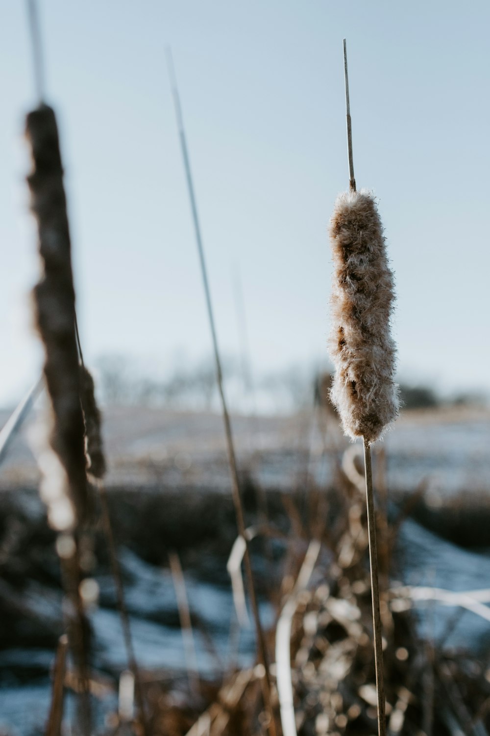 brown dried plant on body of water during daytime