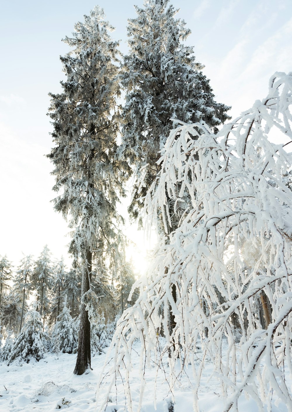 snow covered trees during daytime