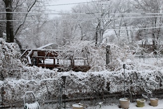 Wide shot of Viveros Araque’s garden area in winter, featuring holiday decorations and greenery