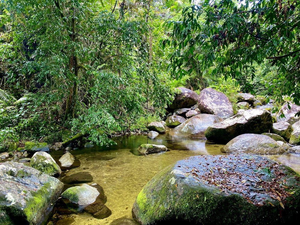 green moss on rocks near river