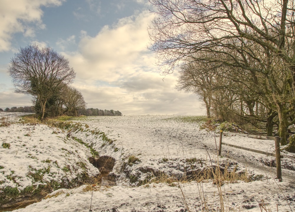 leafless tree on snow covered ground under white clouds and blue sky during daytime