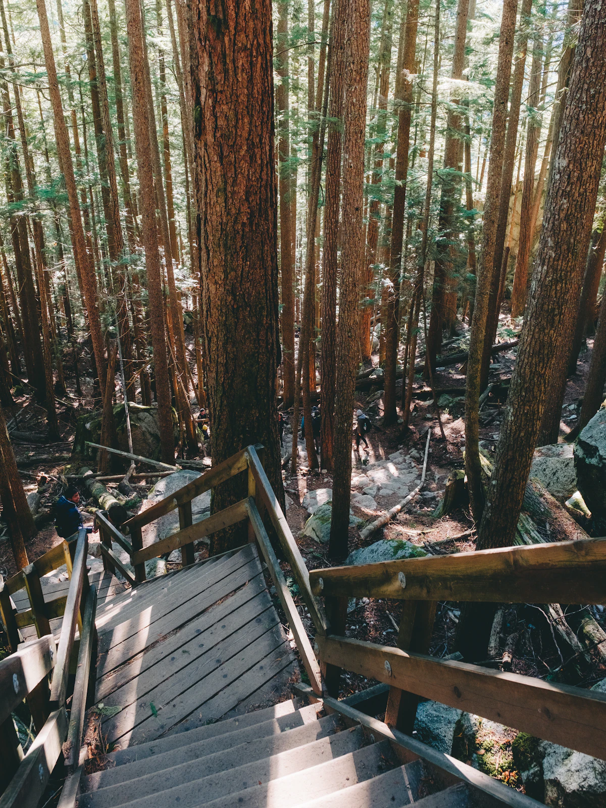 Wooden stairs leading down through tall conifer forest near Squamish