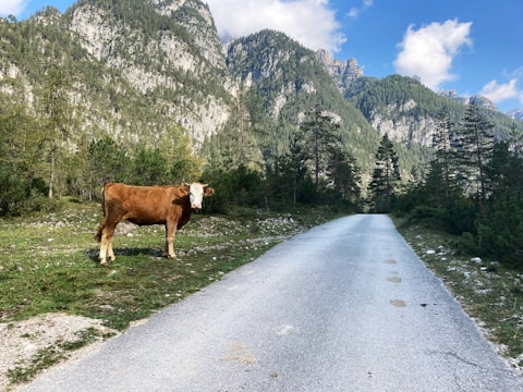 A cow stands on a grassy area next to a narrow paved road, surrounded by dense forest. Towering rocky mountains with tree-lined slopes rise in the background under a blue sky with scattered clouds.