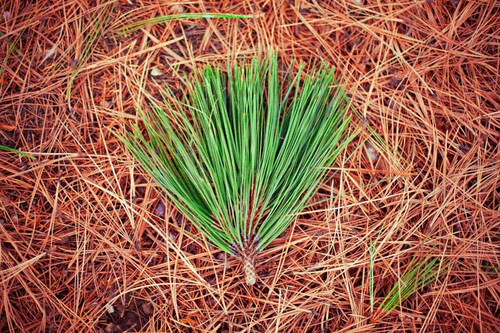 green plant on brown dried leaves