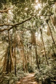 low angle photography of brown trees
